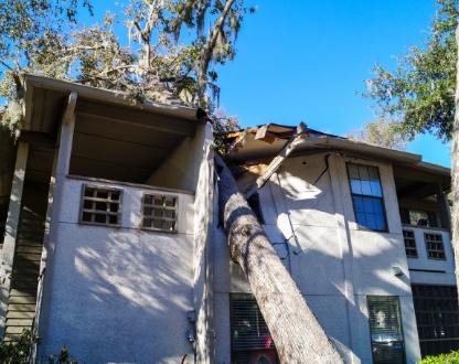 Fallen tree on a house
